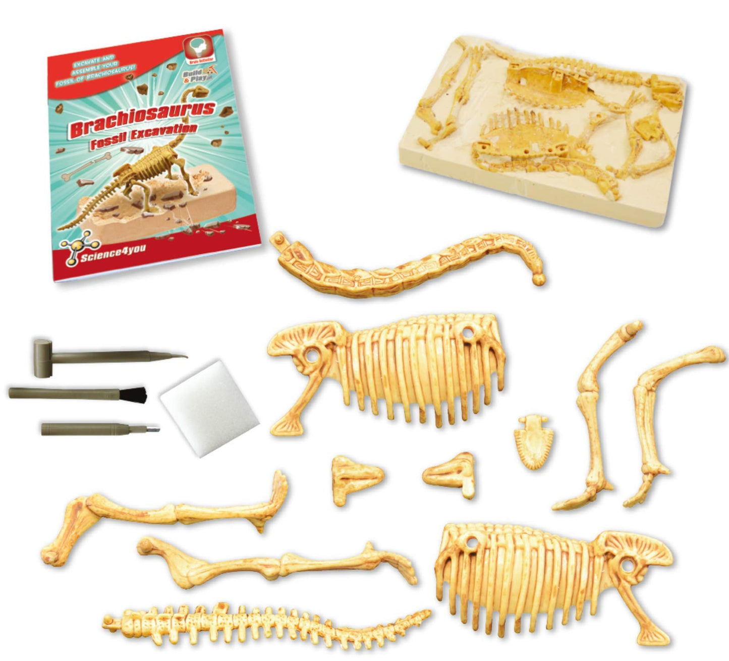 Science4you - Brachiosaurus, Kit de Fouille pour Enfant +6 Ans - Excaver et Assembler 11 Fossiles de Dinosaure avec ce Jouet de Paléontologie et Archeologie pour Enfants, Jeux Scientifique 6-10 Ans