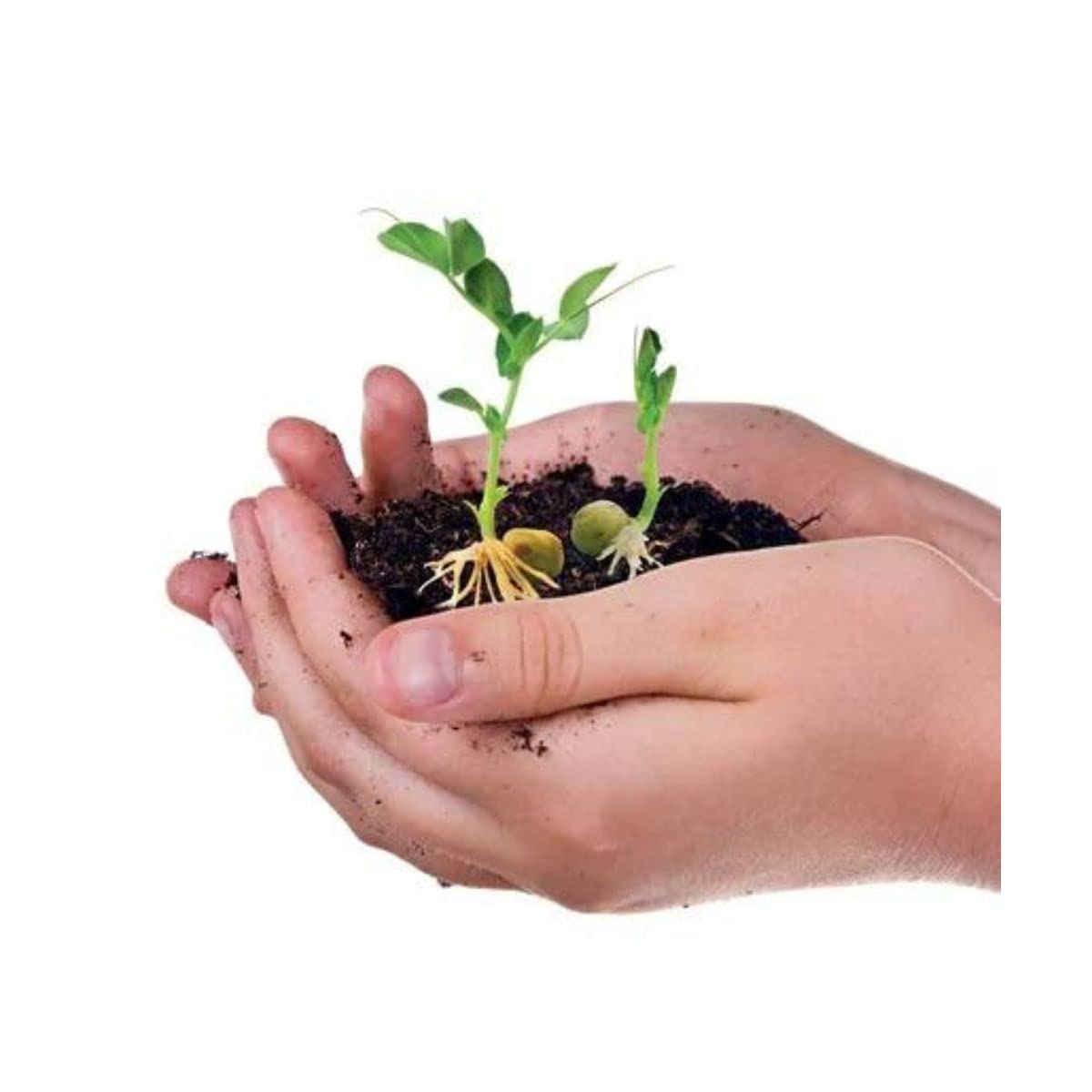 Clementoni - Science & Jeu : Laboratoire Botanique et Hydroponie - Inclus Argile Expensée + Pots Spéciaux - Culture Hydroponique - Méthodes de Culture des Plantes - 15 x 5.5 x 21cm - 7+ - 52347